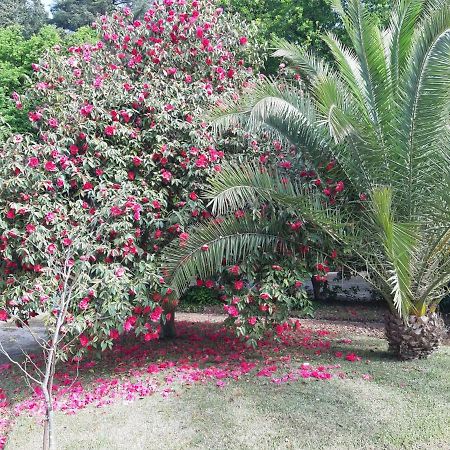 Casa Da Espinhosa Bed & Breakfast Guimaraes Luaran gambar